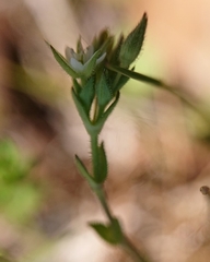 Sabulina tenuifolia