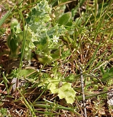 Sabulina tenuifolia