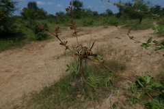 Polistes fastidiosus
