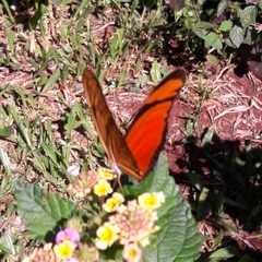 Dryas iulia alcionea