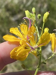 Cleome suffruticosa