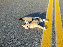 Vulpes macrotis mutica