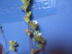 Euphrasia hudsoniana