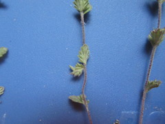 Euphrasia hudsoniana