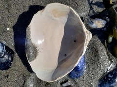 Serripes groenlandicus
