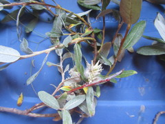 Salix brachycarpa