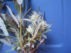 Salix brachycarpa