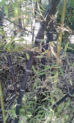 Phyllostachys nigra