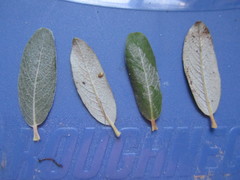 Salix brachycarpa