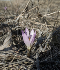 Colchicum bulbocodium versicolor