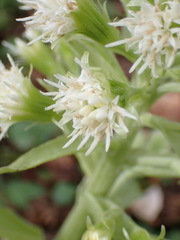 Petasites albus