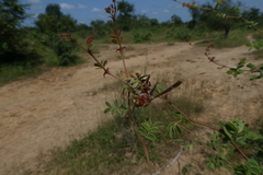 Polistes fastidiosus