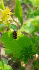 Cercopis septemmaculata
