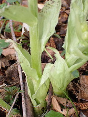 Petasites albus