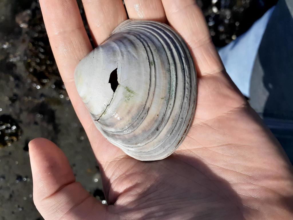 Greenland cockle
