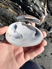 Mactromeris polynyma