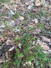 Dirca palustris