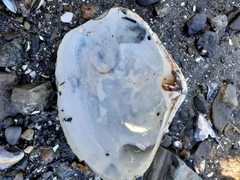 Mactromeris polynyma