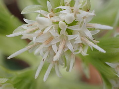 Petasites albus