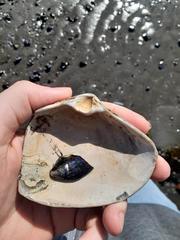 Mactromeris polynyma