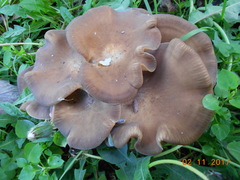 Lyophyllum loricatum