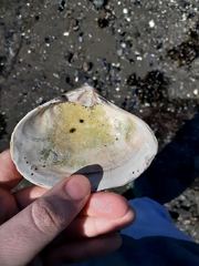 Mactromeris polynyma