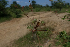 Polistes fastidiosus