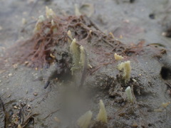 Ciocalypta polymastia