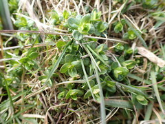 Veronica serpyllifolia