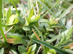 Veronica serpyllifolia