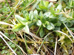 Veronica serpyllifolia