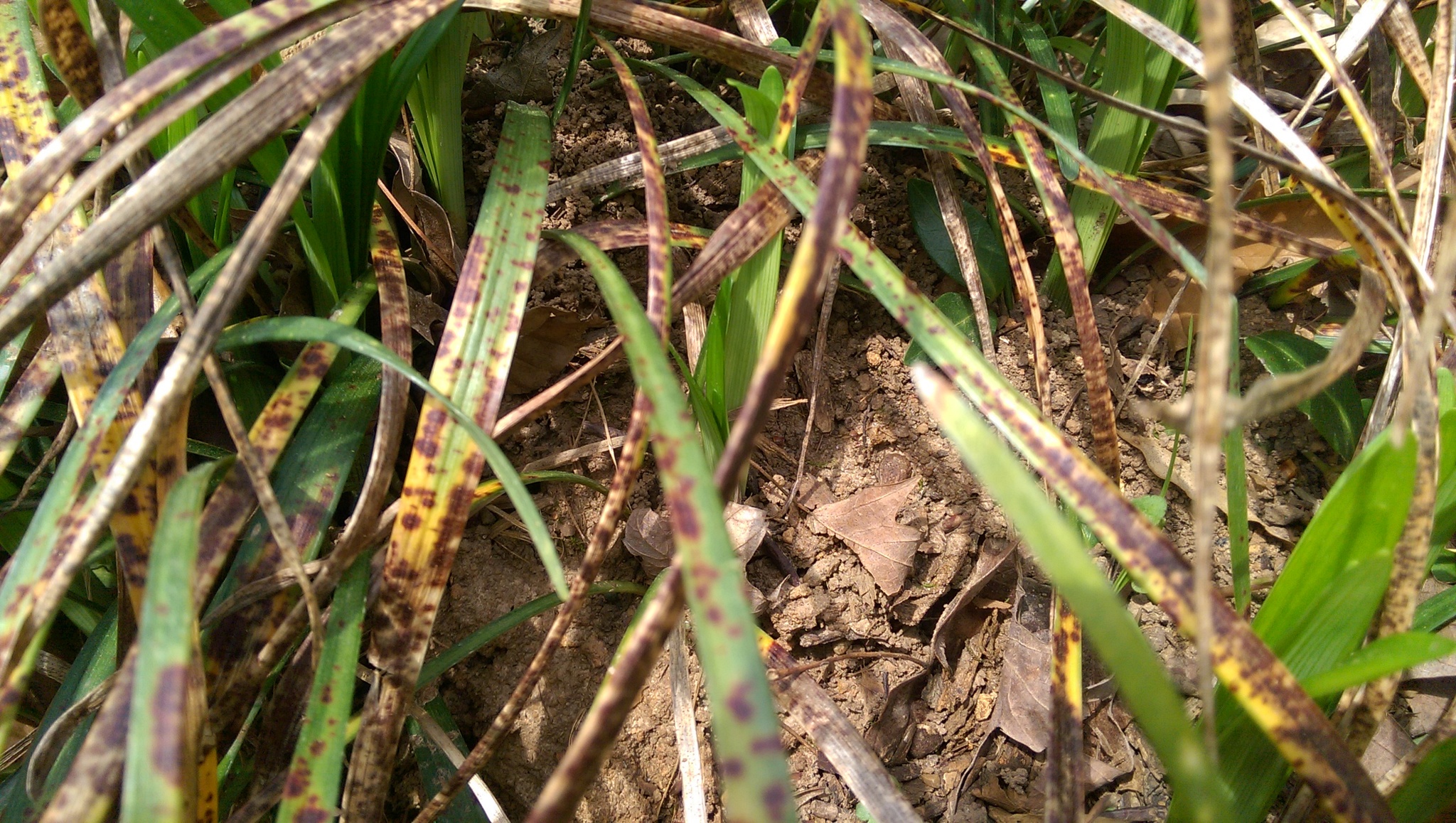 Formica integra