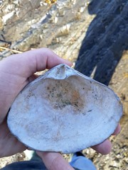 Mactromeris polynyma