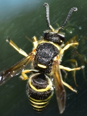 Euodynerus bidentiformis