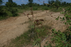 Polistes fastidiosus