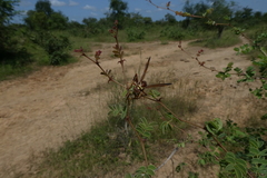 Polistes fastidiosus