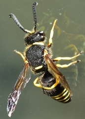 Euodynerus bidentiformis