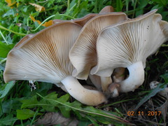 Lyophyllum loricatum