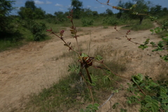 Polistes fastidiosus