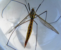 Nephrotoma flavescens