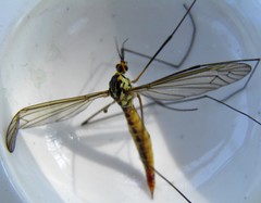 Nephrotoma flavescens