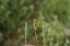 Elegia filacea