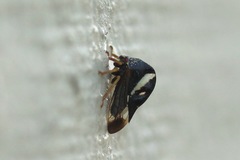 Smilia fasciata