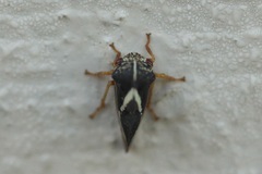 Smilia fasciata