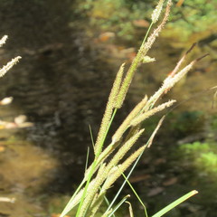 Carex ultra