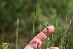 Elegia filacea