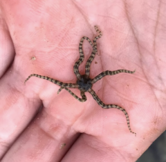 Ophiactis