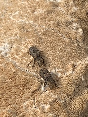 Euparius marmoreus