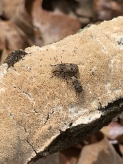 Euparius marmoreus