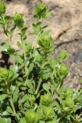 Psoralea lucens